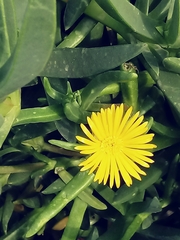 Malephora lutea