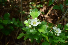 Crataegus cuneata