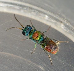 Chrysis leachii