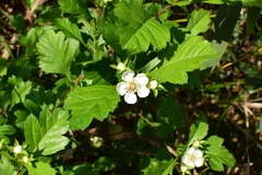 Crataegus cuneata