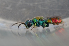 Chrysis leachii