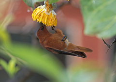 Sephanoides fernandensis