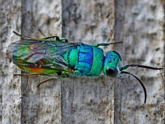 Chrysis marginata aliunda
