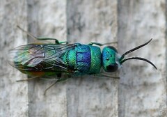 Chrysis marginata aliunda