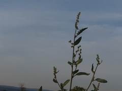Chenopodium striatiforme