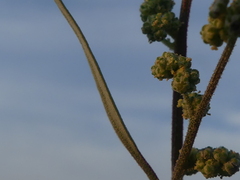 Chenopodium striatiforme