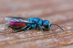 Chrysis graelsii