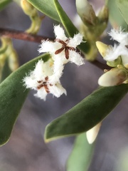 Styphelia mutica