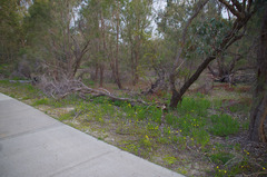 Senecio pinnatifolius latilobus