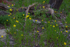 Senecio pinnatifolius latilobus