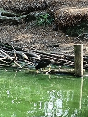 Gallinula chloropus