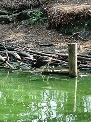 Gallinula chloropus