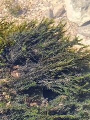 Cinclidotus fontinaloides