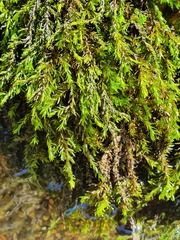 Cinclidotus fontinaloides