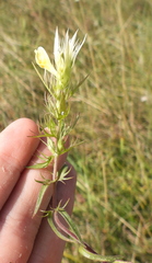 Melampyrum argyrocomum