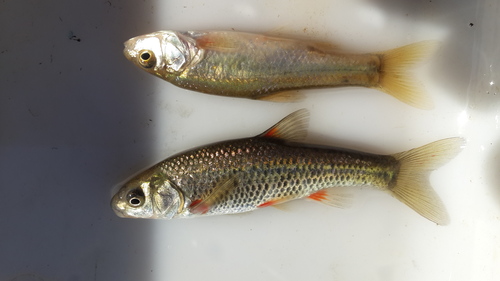 Plump redfin (Pseudobarbus asper) — Cyprinidae