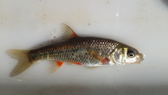Pseudobarbus asper