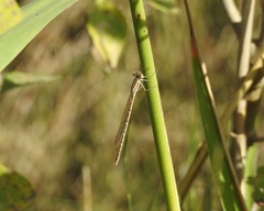 Sympecma fusca