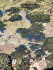 Cinclidotus fontinaloides