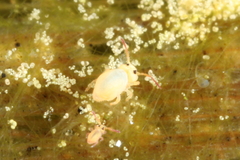 Sminthurides aquaticus