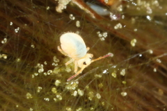 Sminthurides aquaticus