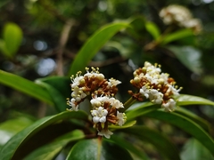 Viburnum punctatum