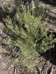 Styphelia mutica