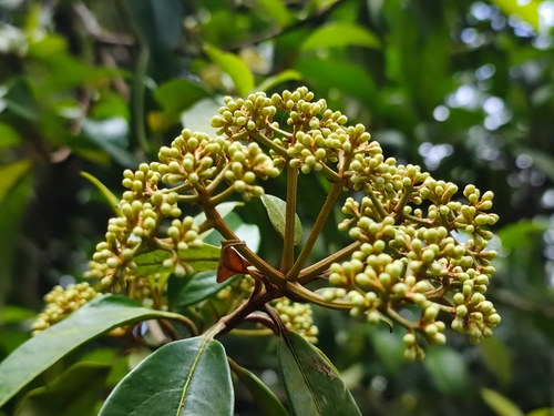 Viburnum punctatum, photograph 4