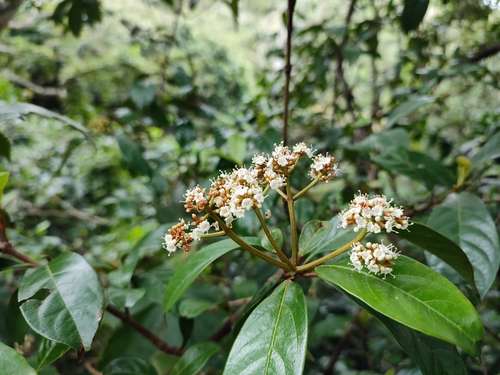 Viburnum punctatum, photograph 5