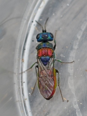 Chrysis illigeri