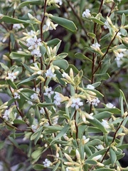 Styphelia mutica