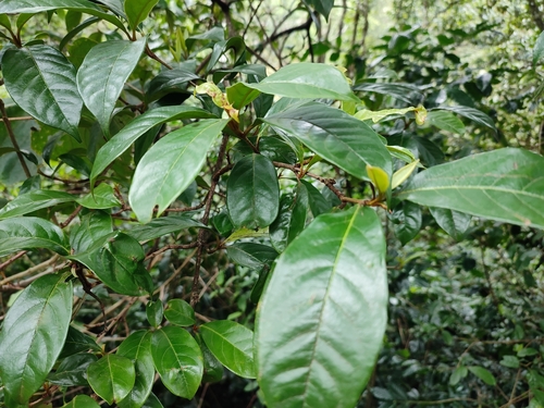 Viburnum punctatum, photograph 6