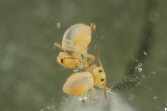 Sminthurides aquaticus