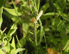 Ischnura pumilio