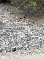 Pseudonaja affinis exilis