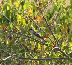 Dryoscopus cubla hamatus