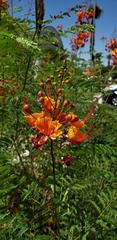 Caesalpinia pulcherrima