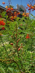 Caesalpinia pulcherrima