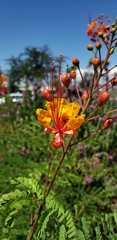 Caesalpinia pulcherrima