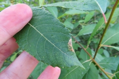 Phyllonorycter pastorella