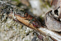 Hedychridium coriaceum