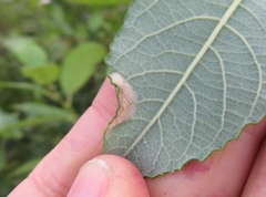 Phyllonorycter pastorella