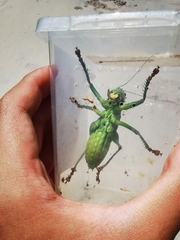 Gampsocleis gratiosa
