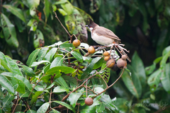 Pycnonotus jocosus pattani