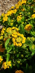 Lantana