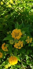 Lantana