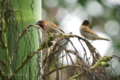 Lonchura punctulata topela