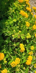 Lantana