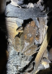 Arthroleptis poecilonotus