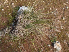 Lomandra effusa